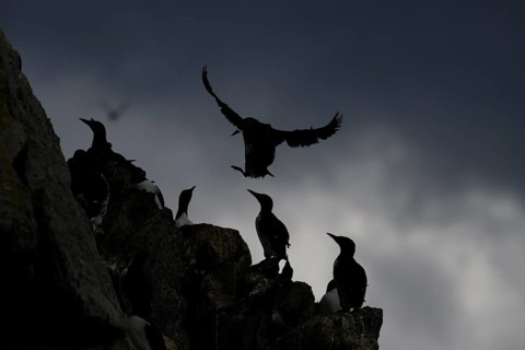 Guillemots (Uria aalge) in silhouette against a dark sky, Hornoya, Vardø, Finnmark, Norway