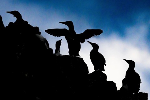 Silhouettes of guillemots (Uria aalge) n at sunset, Hornoya, Vardø, Finnmark, Norway