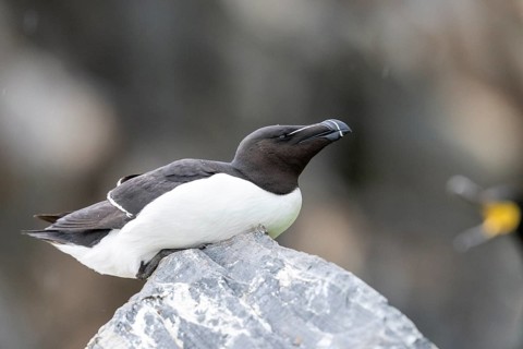 A razorbill (Alca torda) lying comfortably on a stone, Hornoya, Vardø, Finnmark, Norway