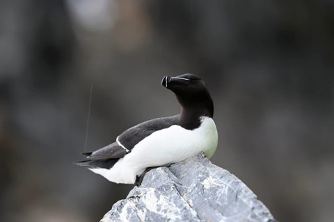 A razorbill (Alca torda) rests on a stone and enjoys the falling raindrops, Hornoya, Vardø,