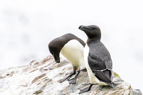 Two razorbills (Alca torda) sitting on a rock as if communicating with each other, Hornoya, Vardø,