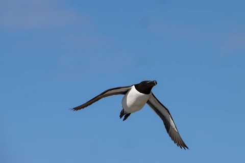 A razorbill (Alca torda) with spread wings flying in the blue sky, Hornoya, Vardø, Finnmark, Norway