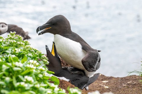 Two razorbills (Alca torda) with outstretched wings during copula courtship spread their wings,