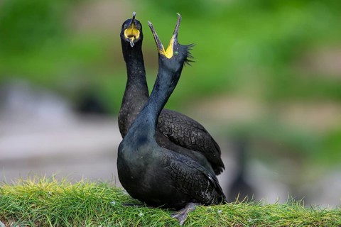Two shags (Gulosus aristotelis, syn.: Phalacrocorax aristotelis) standing close to each other,