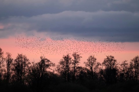 A flock of starlings (Sturnus vulgaris) flies over the silhouetted trees at sunset against a