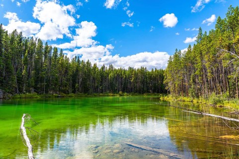 Emerald green waters of herbert lake mirroring a cloudy blue sky and surrounding pine forest in