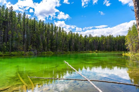 Emerald green waters of herbert lake reflecting the surrounding forest under a cloudy sky in banff