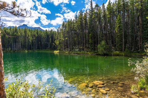 Emerald green waters of herbert lake reflecting the sky and surrounding forest on a beautiful