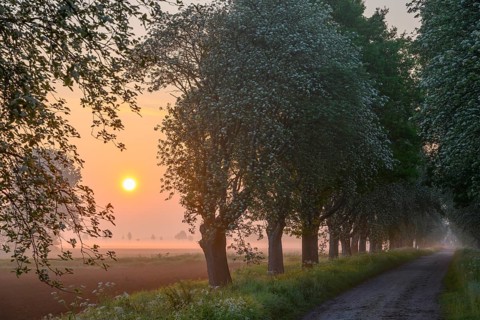 Sunrise over a country lane lined with trees shrouded in mist in a peaceful morning atmosphere.
