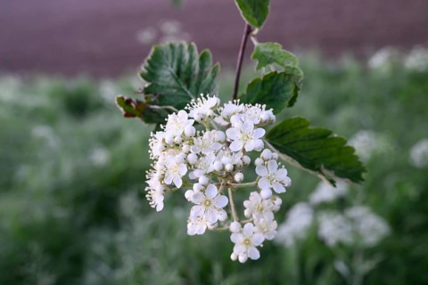 Inflorescence of a mulberry tree (Morus spec.), Dümmer nature park Park, Bohmte, Lower Saxony,