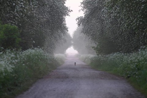 A misty path lined with green trees conveys a peaceful and tranquil atmosphere, Mulberry tree