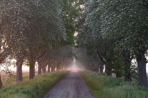 A narrow path leads through a forest, lined with trees in the soft light of a misty sunset.