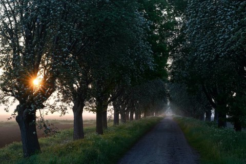 Sunrise over a country lane lined with trees shrouded in mist in a peaceful morning atmosphere.