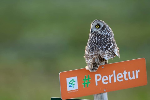 Short-eared Owl (Asio flammeus) on a tourist sign in front of a blurred green background, Kiberg,