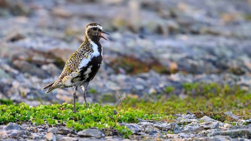 A golden plover (Pluvialis apricaria) stands on a rocky shore with contrasting green plants, Vardø,