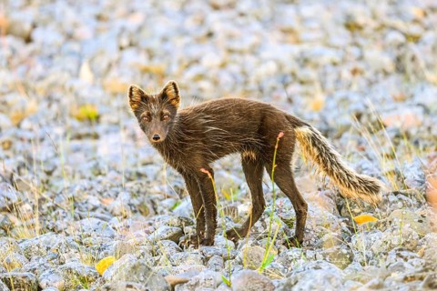 Arctic fox (Vulpes arctica) on a stony beach embankment on the Barents Sea during fur change,