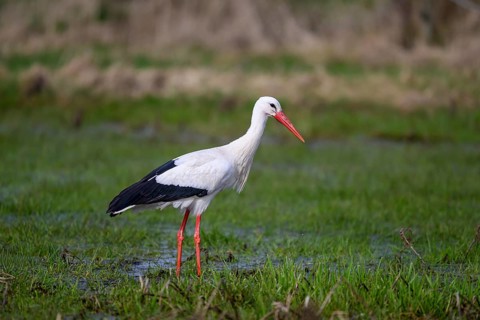 A white stork (Ciconia ciconia) stands in shallow water in a meadow, surrounded by a spring-like