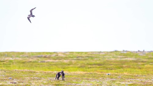 Arctic fox (Vulpes arctica) being attacked by parasitic skua (Stercorarius parasiticus), Finnmark,