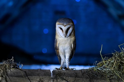 Bockhorst, Versmold, North Rhine-Westphalia, Germany, An owl sitting on a beam in a nighttime scene