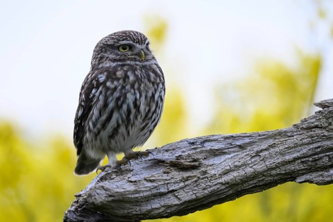Little owl (Athene noctua) looking sideways into the distance with yellow background on a branch