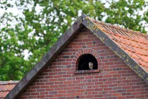 A barn owl (Tyto alba) looks out of a small window Uhlenflucht in a brick building, surrounded by
