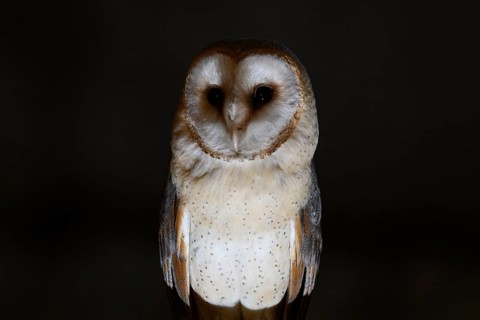 A barn owl (Tyto alba) perched on a beam in a nocturnal scene, Ravensberger Land, North