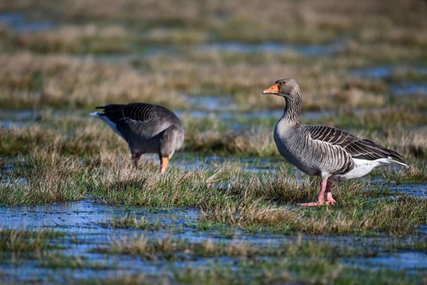 Two grey geese (Anser anser), Ochsenmoor, Dümmer nature park Park, Lower Saxony, Germany