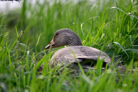 A grey goose (Anser anser) on its hidden nest in the tall grass, Dümmer nature park Park, Lower