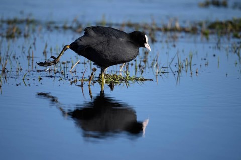 A coot Eurasian Coot (Fulica atra) stands in the water with its reflection visible and stretches