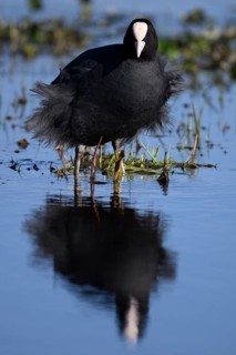 A coot Eurasian Coot (Fulica atra) stands in the water with its reflection visible, surrounded by