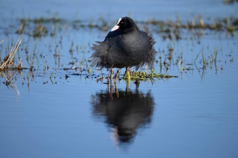 A coot Eurasian Coot (Fulica atra) stands in the water with its reflection visible, surrounded by