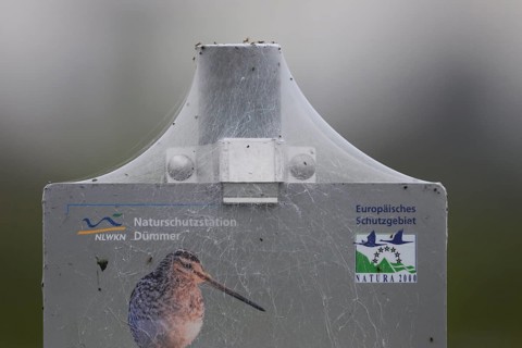 A sign of the Dümmer nature park Reserve with a spider web and a picture of a snipe in foggy