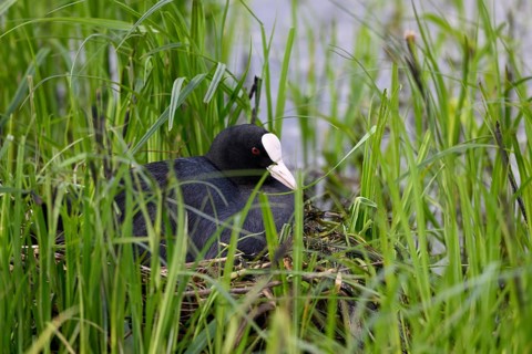 A coot Eurasian Coot (Fulica atra) breeds in a nest of twigs and grass at the edge of a body of