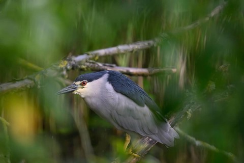 Night heron (Nycticorax nycticorax) hiding in a willow bush, Dümmer nature park Park, Lower Saxony,