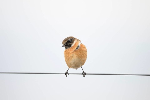 A stonechat (Saxicola rubicola) sitting on a metal wire in front of a blurred background, Dümmer