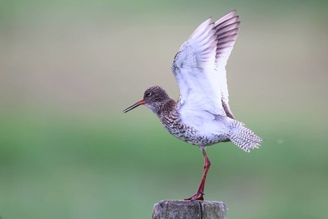 A redshank (Tringa totanus) stands on a wooden post and raises one wing while being observed in a