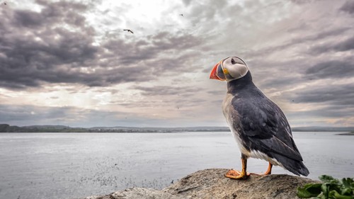 A puffin stands on a cliff overlooking the sea under a cloudy sky at sunset, wide angle view