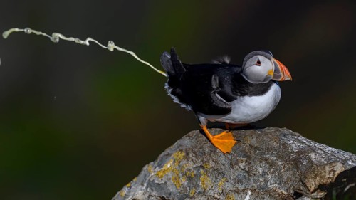 A puffin on a rock in a humorous pose he poops down the rock, his white excrement is visible as a