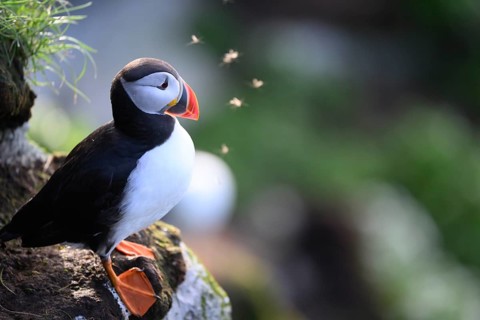 Puffin sitting on rock with green surroundings swarmed by insects in backlight, quiet atmosphere,