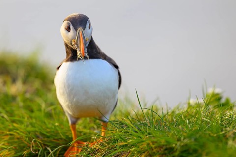 Puffin (Fratercula artica) with fish Sandeel (Ammodytes marinus) in its beak looking attentively at