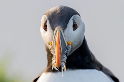 Frontal view of a puffin (Fratercula artica) with a sandeel (Ammodytes marinus) in its beak,