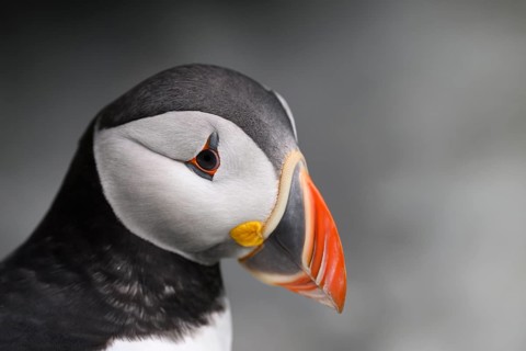 Close-up of a puffin (Fratercula artica) with a distinctive colourful beak against a grey