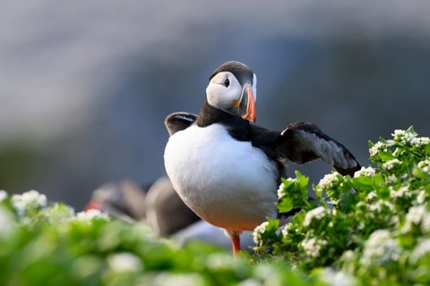 A puffin (Fratercula arctica) stands with outstretched wings on a green meadow with flowers in the