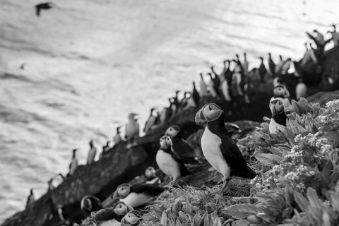 Puffin (Fratercula arctica) sitting on a rock in a black and white photograph with sea view in the