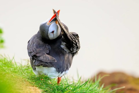 A puffin (Fratercula arctica) preening its wings against a white background, Hornoya, Vardø,