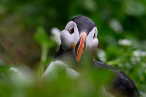 A puffin (Fratercula arctica) portrait in a close-up against a blurred green background that brings