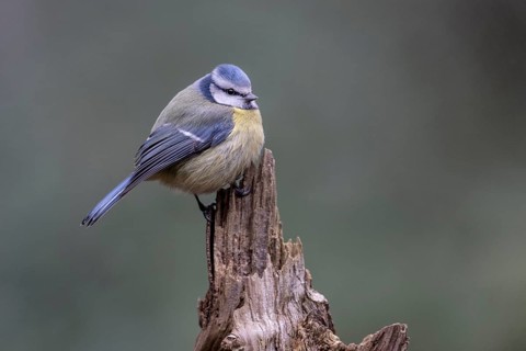 Blue tit (Parus caerulea), Emsland, Lower Saxony, Germany