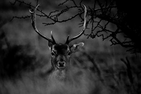 A fallow deer (Dama dama) with majestic antlers Black and white photograph, Amsterdamse