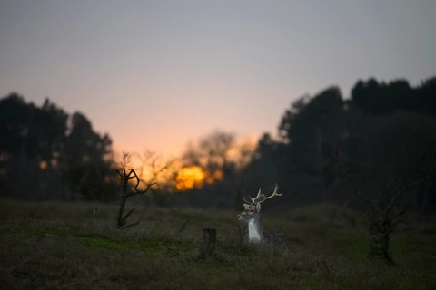 A fallow deer (Dama dama) with majestic antlers sits in a clearing in the last evening light at