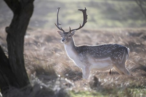 A fallow deer (Dama dama) with majestic antlers stands in a light-flooded meadow and enjoys the